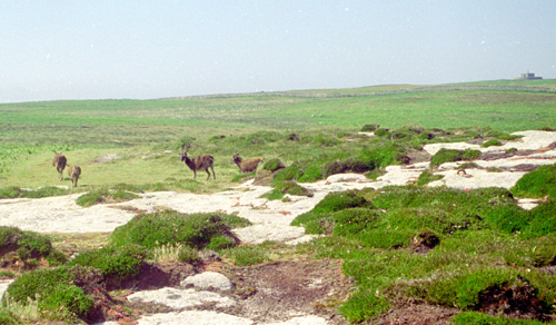 feral goats near Tibbetts